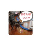 ルナくん1 アメリカンショートヘア 40（個別スタンプ：13）