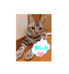 ルナくん1 アメリカンショートヘア 40（個別スタンプ：14）