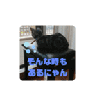 ルナくん1 アメリカンショートヘア 40（個別スタンプ：16）