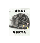 ルナくん1 アメリカンショートヘア 40（個別スタンプ：17）