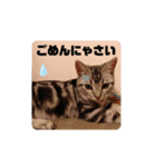 ルナくん1 アメリカンショートヘア 40（個別スタンプ：20）