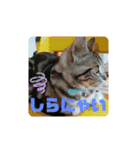ルナくん1 アメリカンショートヘア 40（個別スタンプ：23）