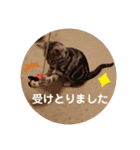 ルナくん1 アメリカンショートヘア 40（個別スタンプ：27）