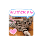 ルナくん1 アメリカンショートヘア 40（個別スタンプ：32）