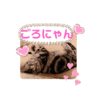 ルナくん1 アメリカンショートヘア 40（個別スタンプ：33）