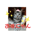 ルナくん1 アメリカンショートヘア 40（個別スタンプ：34）
