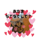 ルナくん1 アメリカンショートヘア 40（個別スタンプ：36）