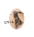 ルナくん1 アメリカンショートヘア 40（個別スタンプ：37）