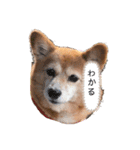 日常ナナちゃん1（個別スタンプ：2）