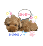 トイプードル（晴明）4（個別スタンプ：2）