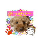 トイプードル（晴明）4（個別スタンプ：3）