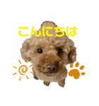 トイプードル（晴明）4（個別スタンプ：4）