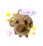 トイプードル（晴明）4（個別スタンプ：6）
