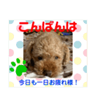 トイプードル（晴明）4（個別スタンプ：7）