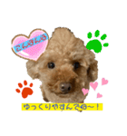トイプードル（晴明）4（個別スタンプ：8）