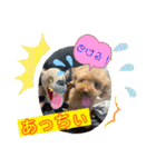 トイプードル（晴明）4（個別スタンプ：13）