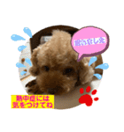 トイプードル（晴明）4（個別スタンプ：14）