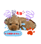 トイプードル（晴明）4（個別スタンプ：15）