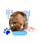 トイプードル（晴明）4（個別スタンプ：16）