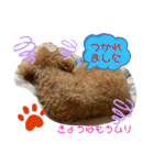 トイプードル（晴明）4（個別スタンプ：17）