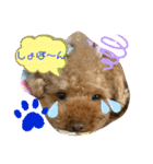 トイプードル（晴明）4（個別スタンプ：24）