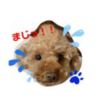 トイプードル（晴明）4（個別スタンプ：27）