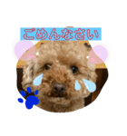 トイプードル（晴明）4（個別スタンプ：29）