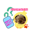 トイプードル（晴明）4（個別スタンプ：33）