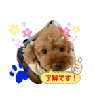トイプードル（晴明）4（個別スタンプ：37）