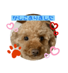 トイプードル（晴明）4（個別スタンプ：38）