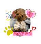 トイプードル（晴明）4（個別スタンプ：39）