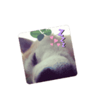 柴犬、時々ねこ（個別スタンプ：2）