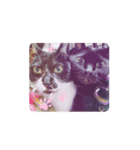 柴犬、時々ねこ（個別スタンプ：3）