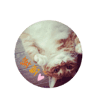 柴犬、時々ねこ（個別スタンプ：4）
