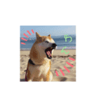 柴犬、時々ねこ（個別スタンプ：5）