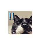 柴犬、時々ねこ（個別スタンプ：6）