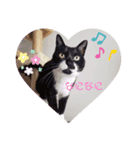 柴犬、時々ねこ（個別スタンプ：8）