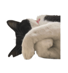 はちわれちくわ2（個別スタンプ：1）