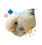 インコのクロミちゃん（個別スタンプ：1）