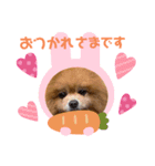 ぽめちっぷ3（個別スタンプ：1）