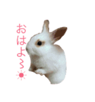 うさぎのパールちゃん（個別スタンプ：1）