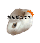 うさぎのパールちゃん（個別スタンプ：3）