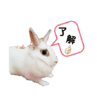 うさぎのパールちゃん（個別スタンプ：4）