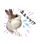 うさぎのパールちゃん（個別スタンプ：5）