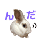 うさぎのパールちゃん（個別スタンプ：6）