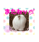 うさぎのパールちゃん（個別スタンプ：8）