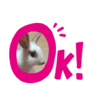 うさぎのパールちゃん（個別スタンプ：10）
