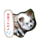 パピヨンのChocolat（個別スタンプ：4）