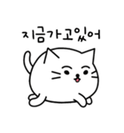 ふかふか猫 (韓国語)（個別スタンプ：13）