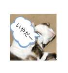 ねこ人生（個別スタンプ：2）